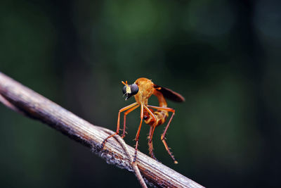 Close-up of insect