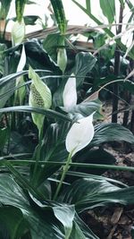 Close-up of white flowers