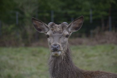 Close-up portrait of deer on field