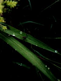 Close-up of raindrops on grass