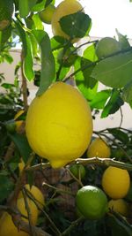 Close-up of fruits on tree