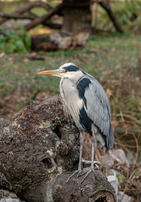 Close-up of a bird perching on rock