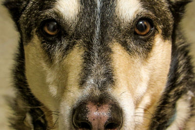 Close-up portrait of dog