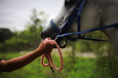 Close-up of a hand feeding in ranch