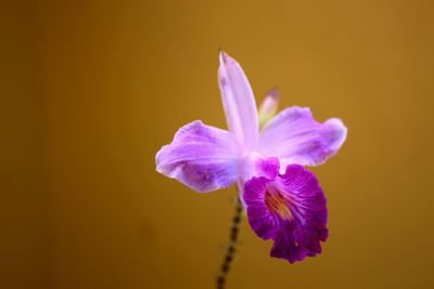 Close-up of purple flower against yellow background