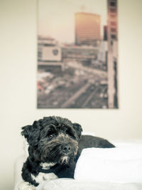 Portrait of puppy sitting at home