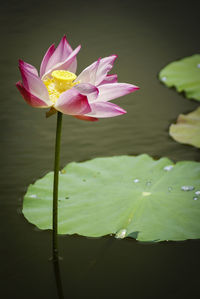 Pink lotus water lily blooming in pond