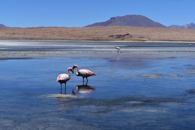 Flamingoes in lake against landscape