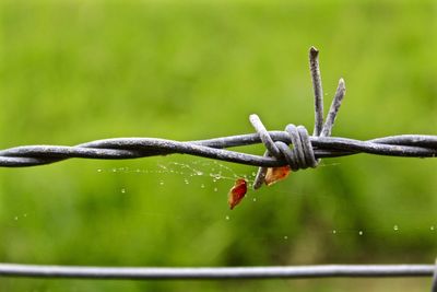 Close-up of wet spider web on barbed wire