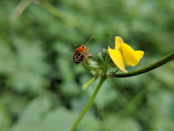 Close-up of insect on yellow flower