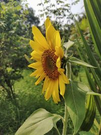Close-up of sunflower on plant