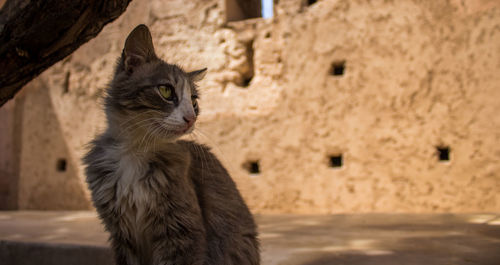 View of stray cat in morocco 