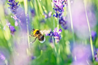 Close-up of bee pollinating on lavender