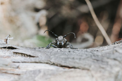 Close-up of insect on rock