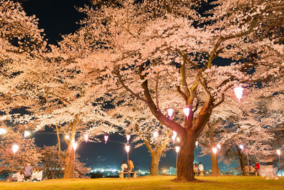 Illuminated lighting equipment hanging on trees at night