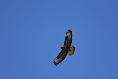 Low angle view of buzzard flying in sky