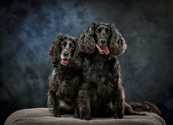 Portrait of black dogs sitting against wall at home