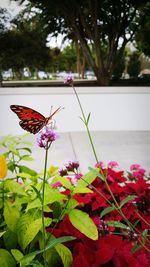 Butterfly on flower in park