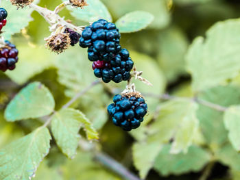 Close-up of berries growing on plant