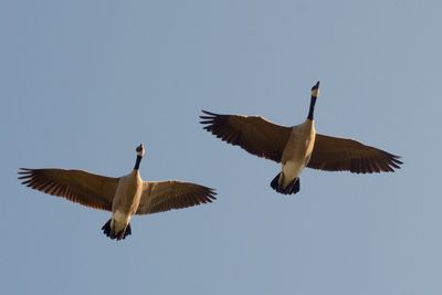 Low angle view of eagle flying