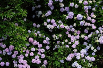 Full frame of purple flowers