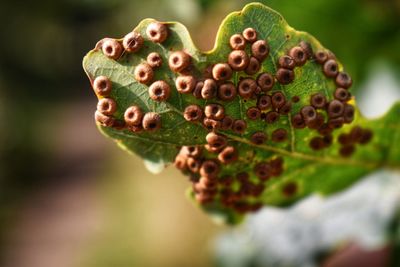 Close-up of oak leaf with wasp galls