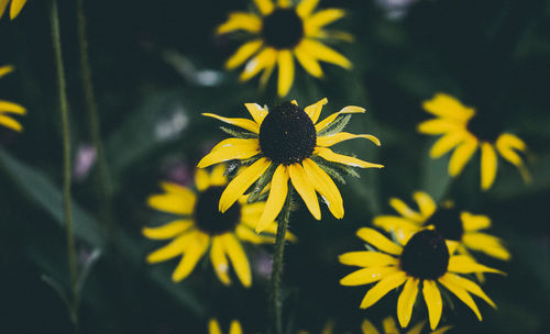 Close-up of yellow flowering plant