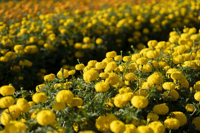 Selective focus yellow marigolds in the flower garden are growing in full bloom,