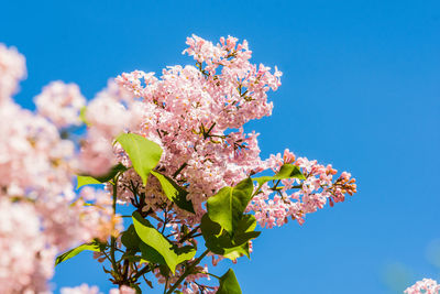 Low angle view of cherry blossoms against blue sky