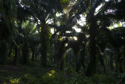 Trees in forest