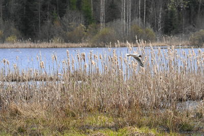 View of birds in water