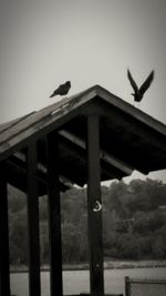 Low angle view of birds flying in sky