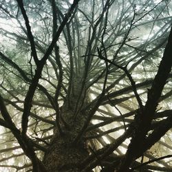 Low angle view of bare tree