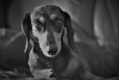 Close-up portrait of dog at home