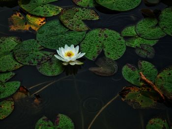 High angle view of lotus water lily in pond