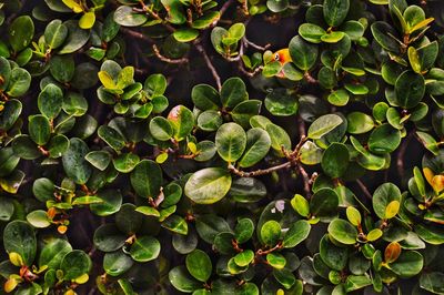High angle view of plants