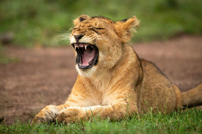 Close-up of yawning lion cub on grass