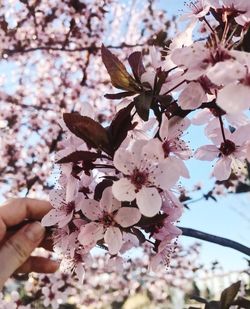 Close-up of cherry blossoms in spring