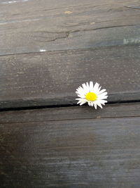 Close-up of white daisy on table