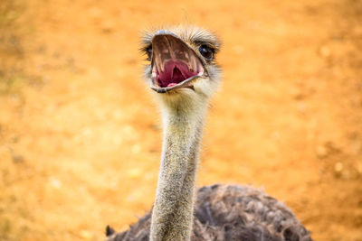 Close-up of ostrich in zoo