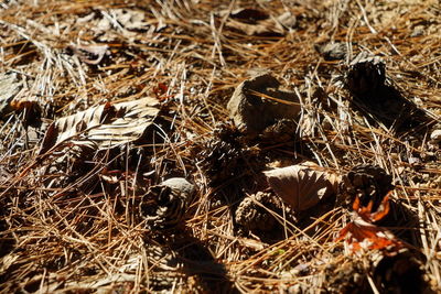 Close-up of dry grass on field