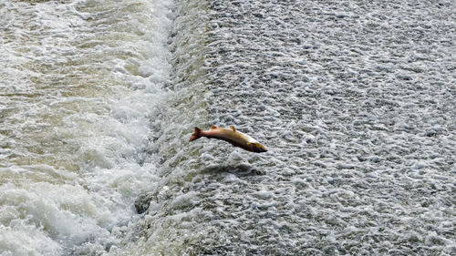 High angle view of swimming in sea