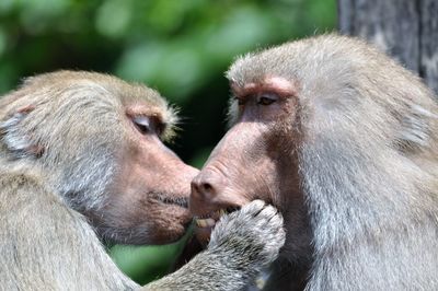 Close-up of monkeys