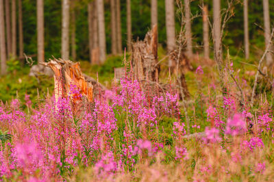 Close-up of purple flowers growing in field