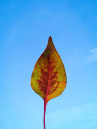 Low angle view of orange leaf against blue sky