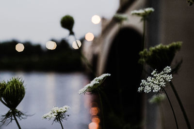 Some flowers i shot near a bridge in the downtown area of elkhart indiana