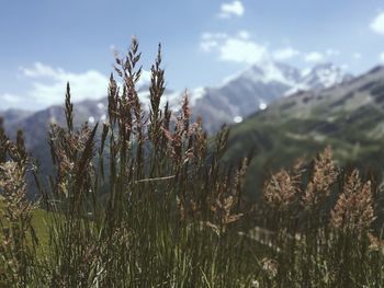 Close-up of plants growing on field against sky