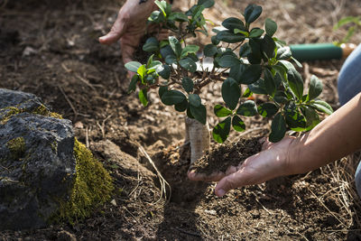 Person hand holding plant