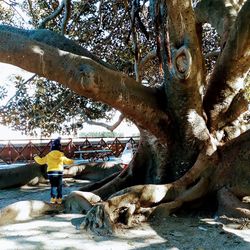 People on tree trunk