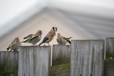 Goldfinch bird  feeding young on wooden fence.